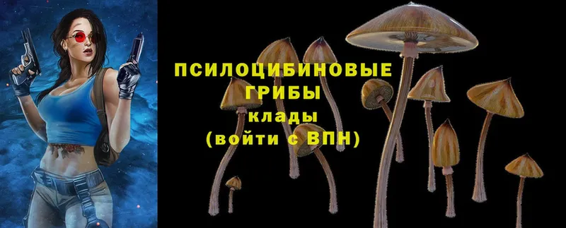 сколько стоит  Обнинск  Галлюциногенные грибы Psilocybe 